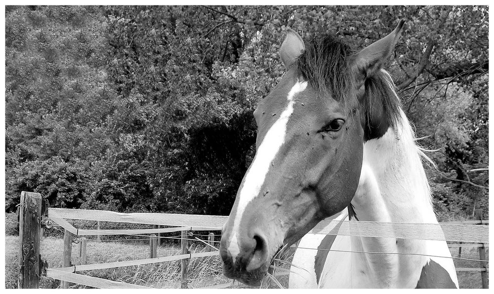 B&W horse