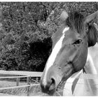 B&W horse