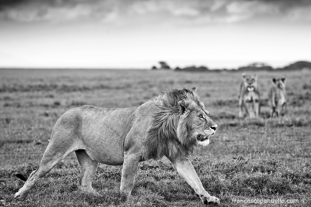 B&W Lion