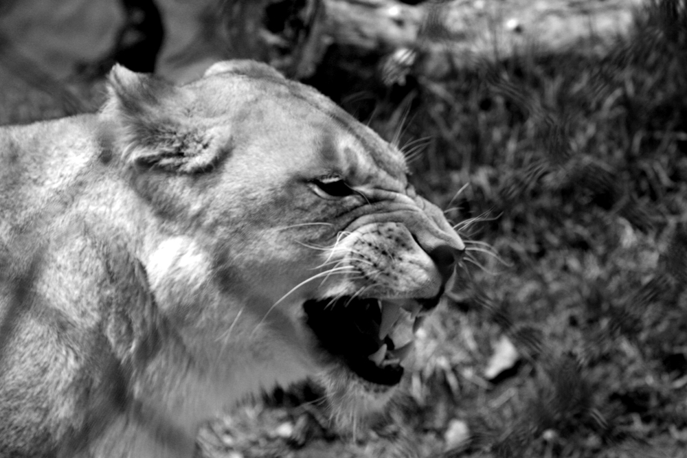 BW Lioness