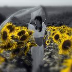 B/W ma senza rinunciare al Colore dei Girasoli