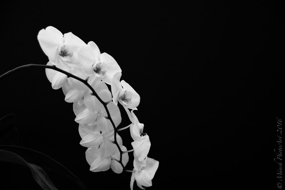 B&W Orchidee im Dunkeln