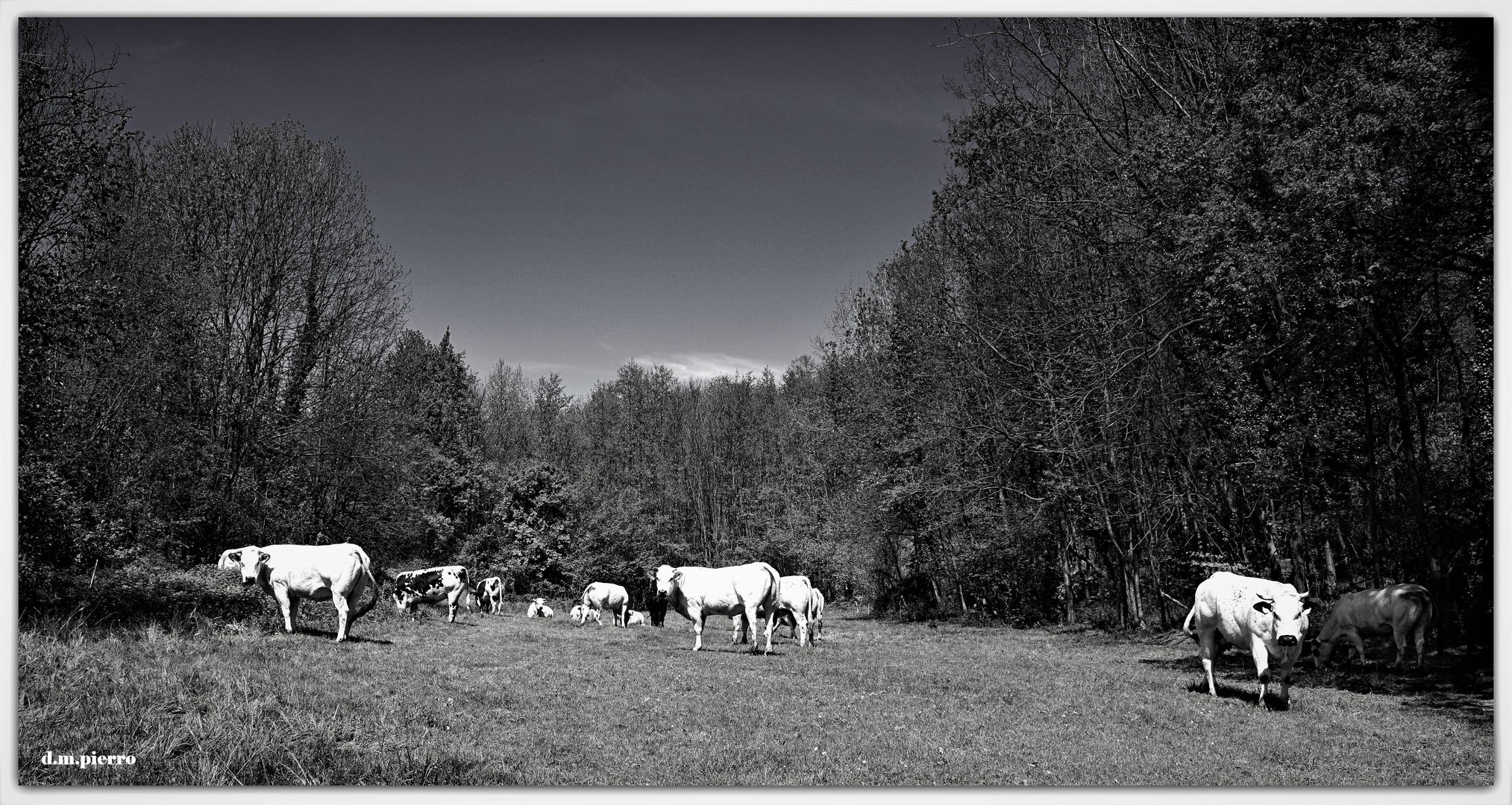 B&W Pascolo