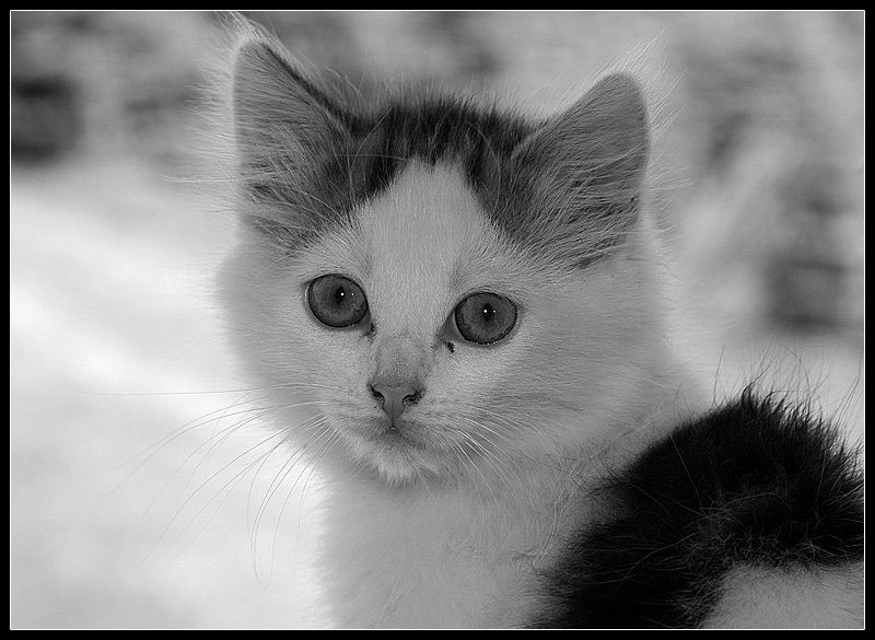 B&W-Portrait