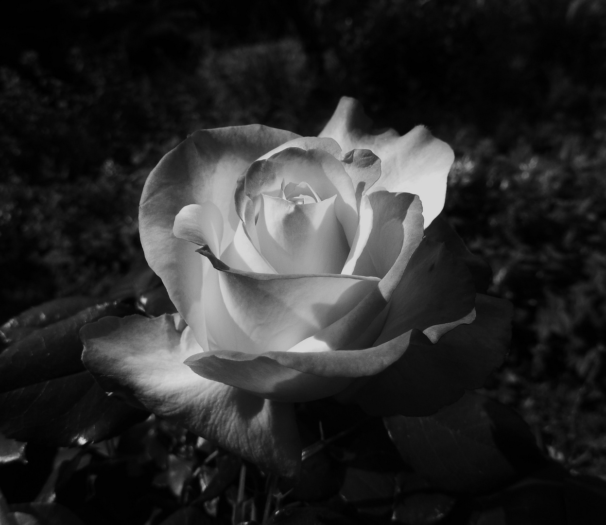 b&w rose