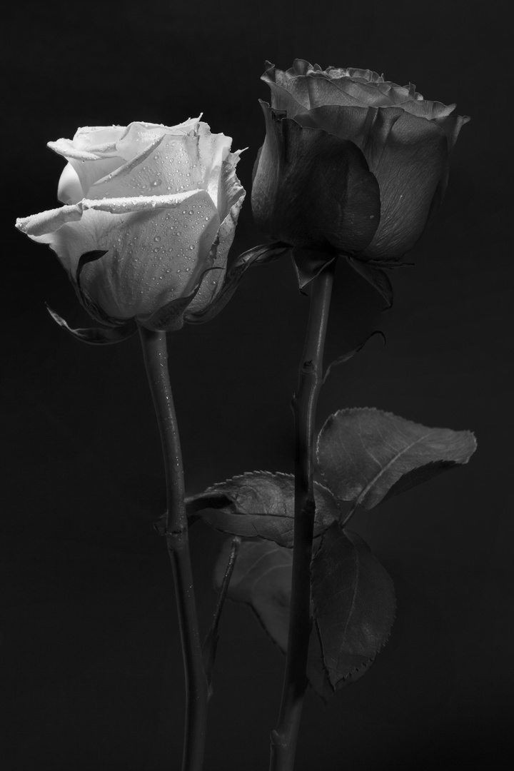 bw roses