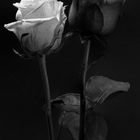 bw roses