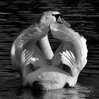 B&W Swan