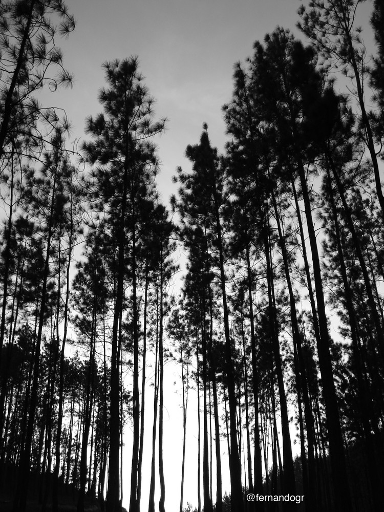 B&W Trees