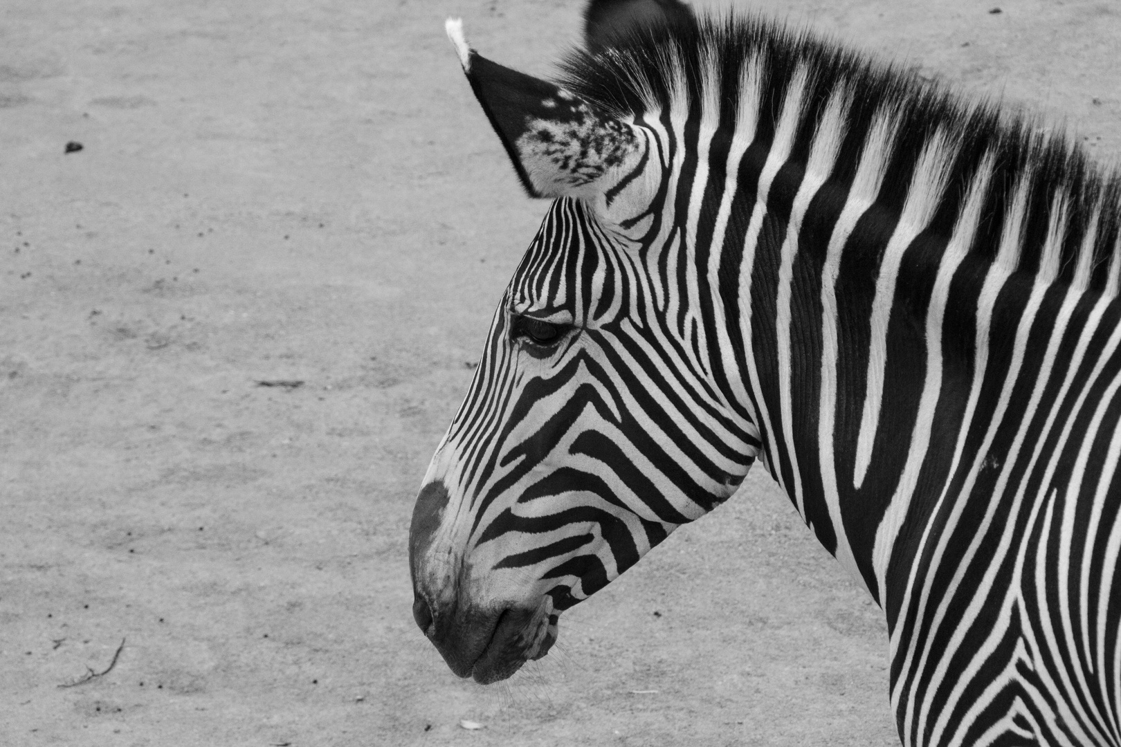 B&W Zebra