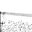 BW_birds