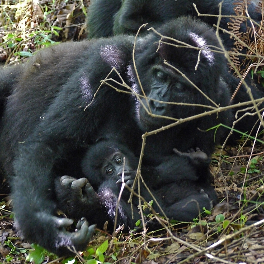 Bwindi Gorillas