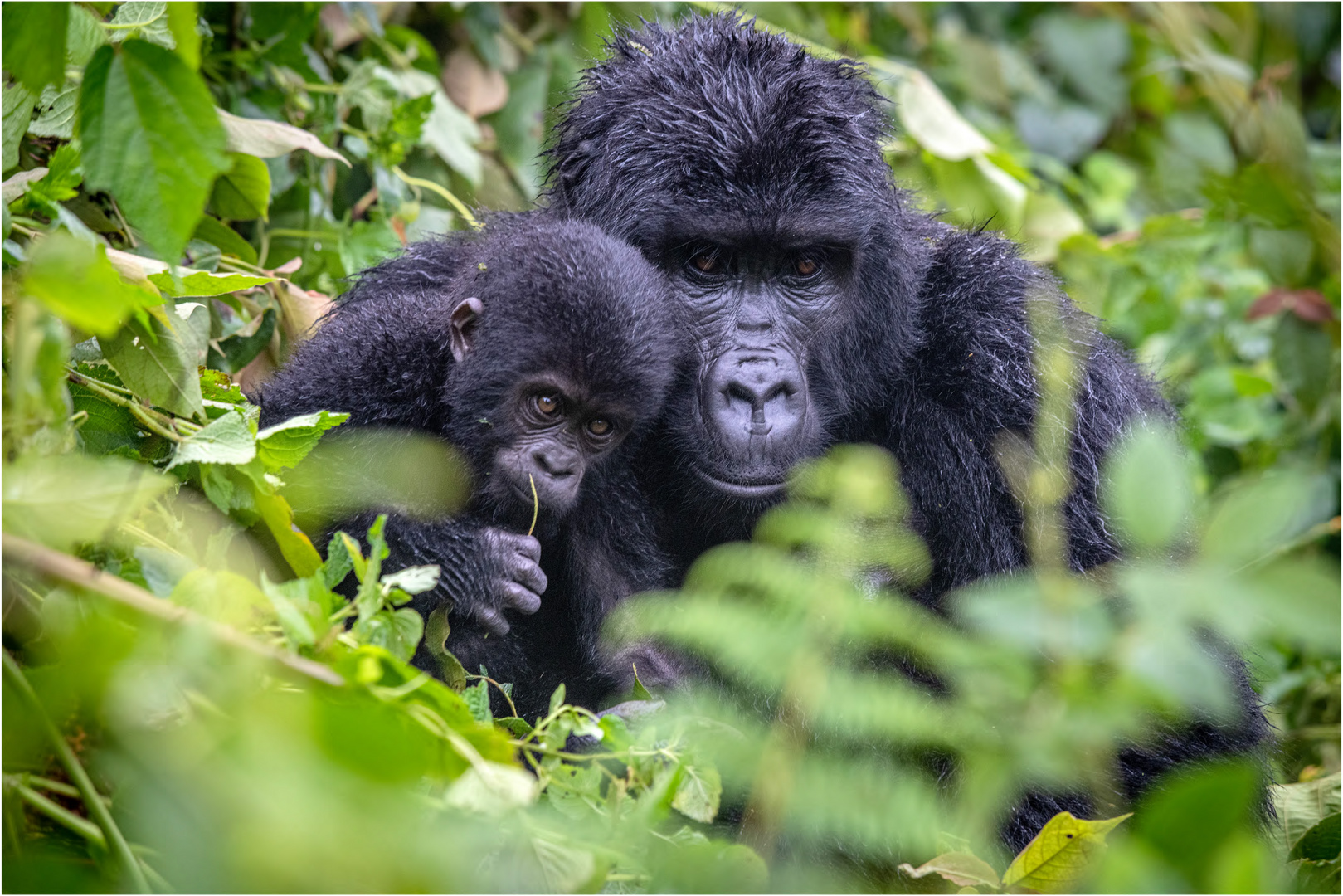 [ Bwindi Mountain Gorillas ]