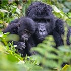 [ Bwindi Mountain Gorillas ]