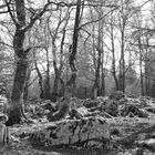 bwRockForrest