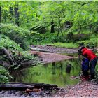 By a Stream in the Woods 