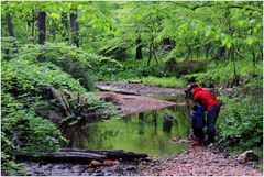 By a Stream in the Woods 