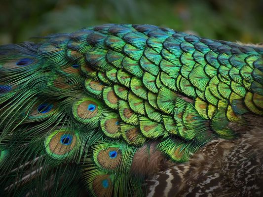 ... by passing a peacock