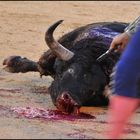 By the end it is always the bull who gets killed