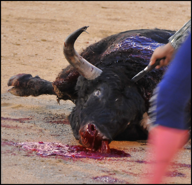 By the end it is always the bull who gets killed