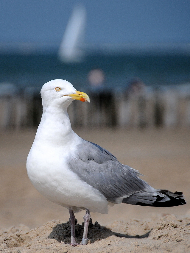 by the sea