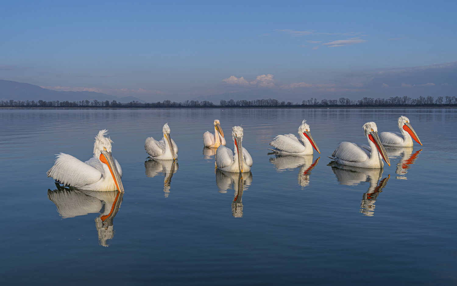 Byebye Foto & Bild tiere, wildlife, wild lebende vögel Bilder auf