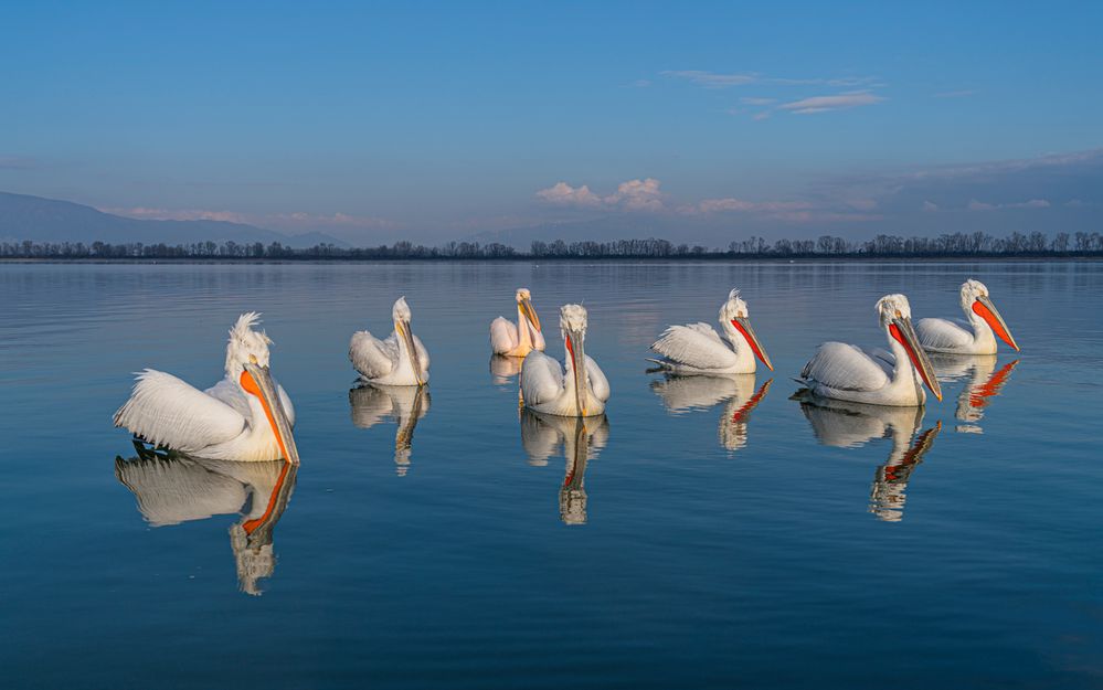Byebye Foto & Bild tiere, wildlife, wild lebende vögel Bilder auf