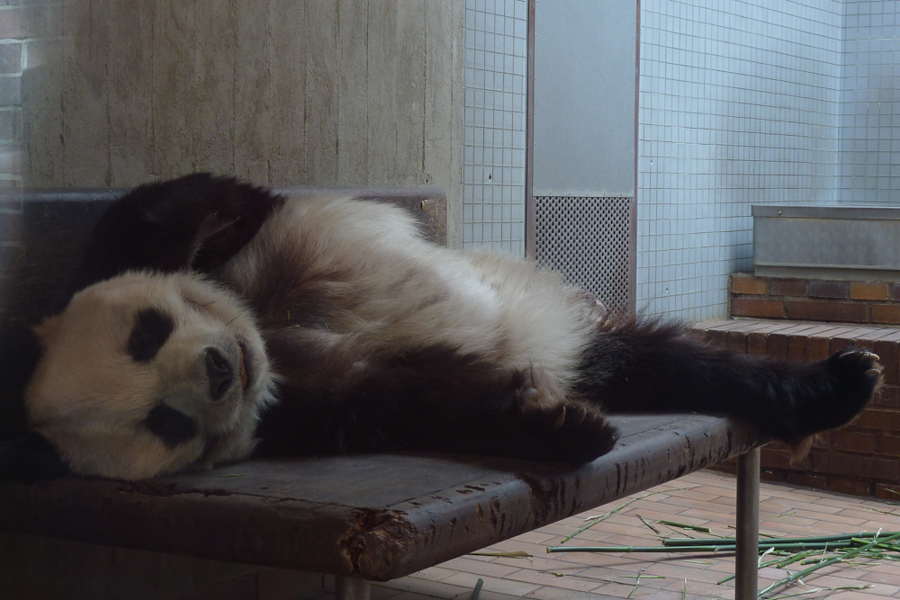 Bye Bye Bao Bao - Panda im Berliner Zoo