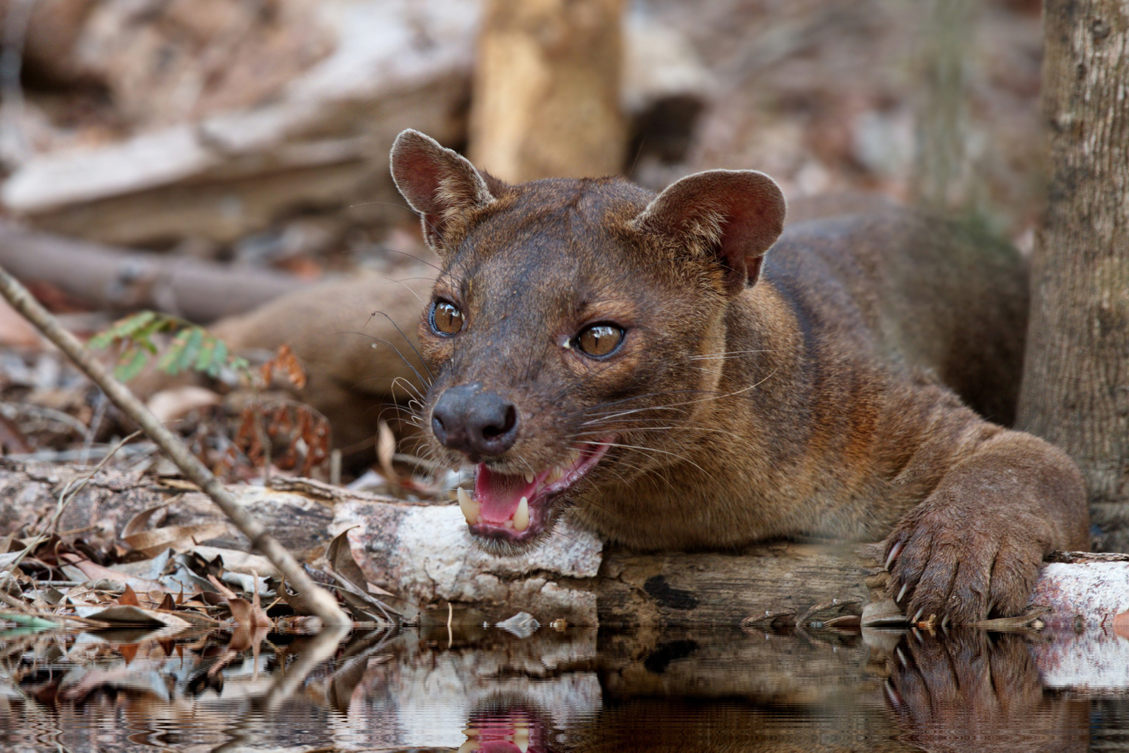 Bye, bye.... Foto & Bild world, natur, fossa Bilder auf