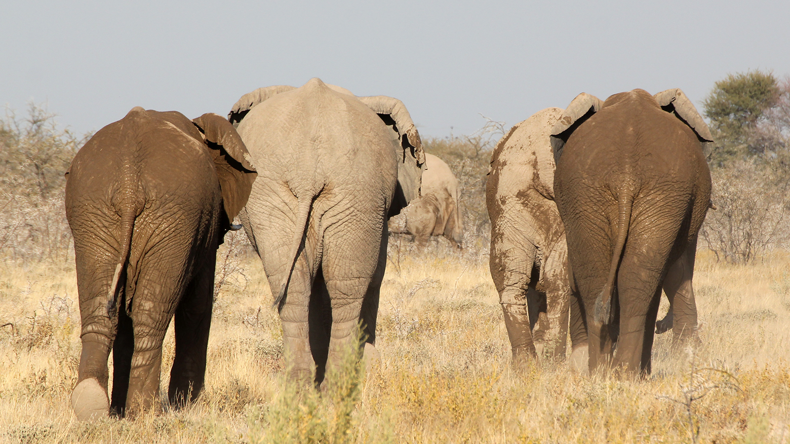 Bye bye Etosha