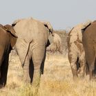 Bye bye Etosha