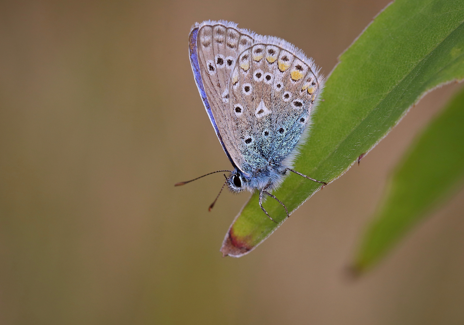 Bye-bye, my blue angel...