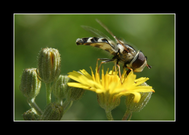 Bzzz de Starbuck 