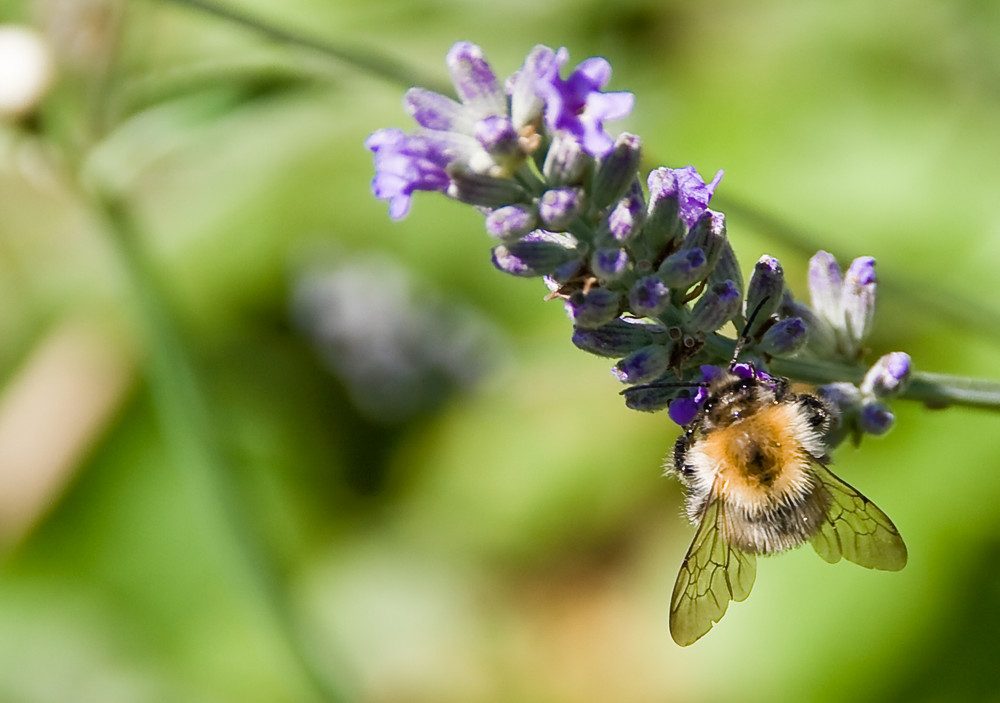 Bzzzz bzzzz und der Lavendel