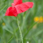 bzzzzzzzzzzzzz au tour du coquelicot