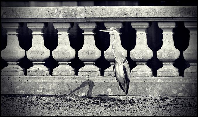 ... c a m o u f l a g e ...