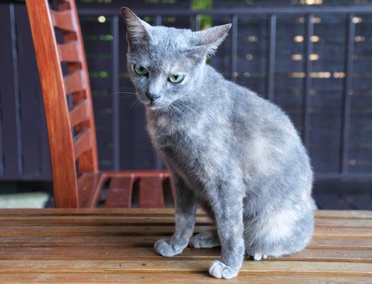 ...C A P P U C C I N O...