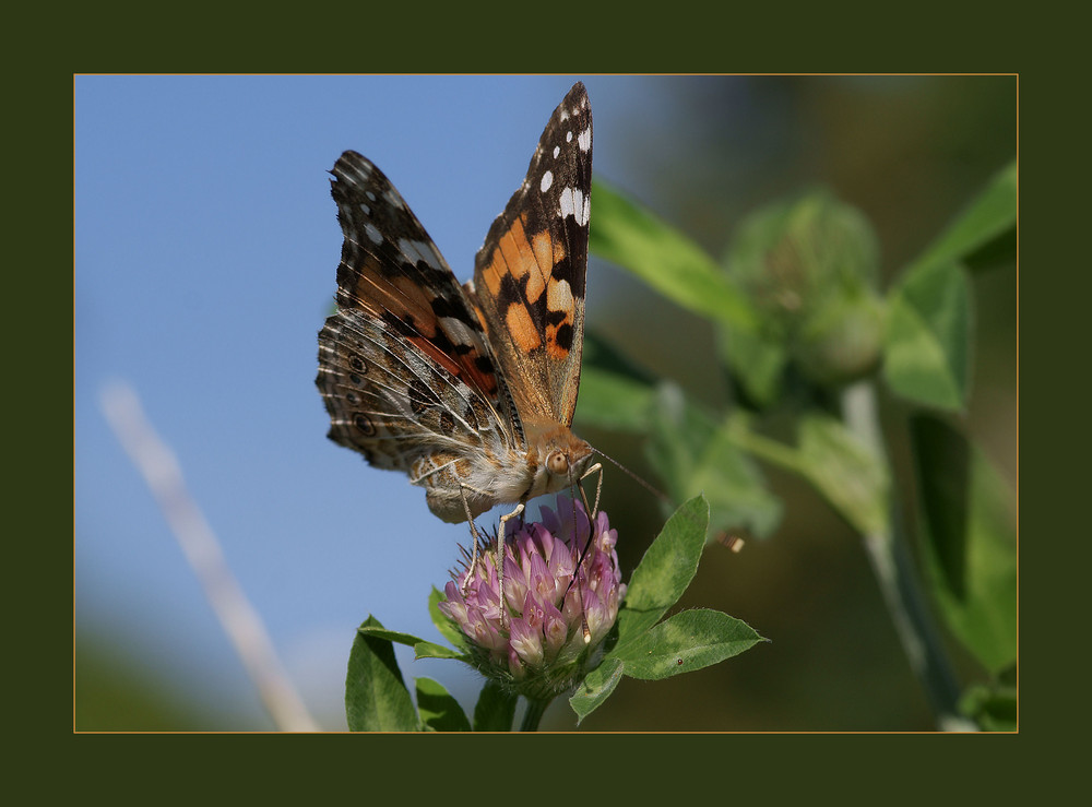 C. Cinzia