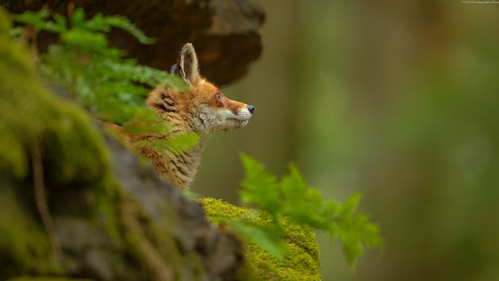 „ c e l u i .  q u i . v i t . e n . s e c r e t “