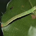 (c) Eine zweite Raupe des Rotbuchen-Gürtelpuppenspanners ...