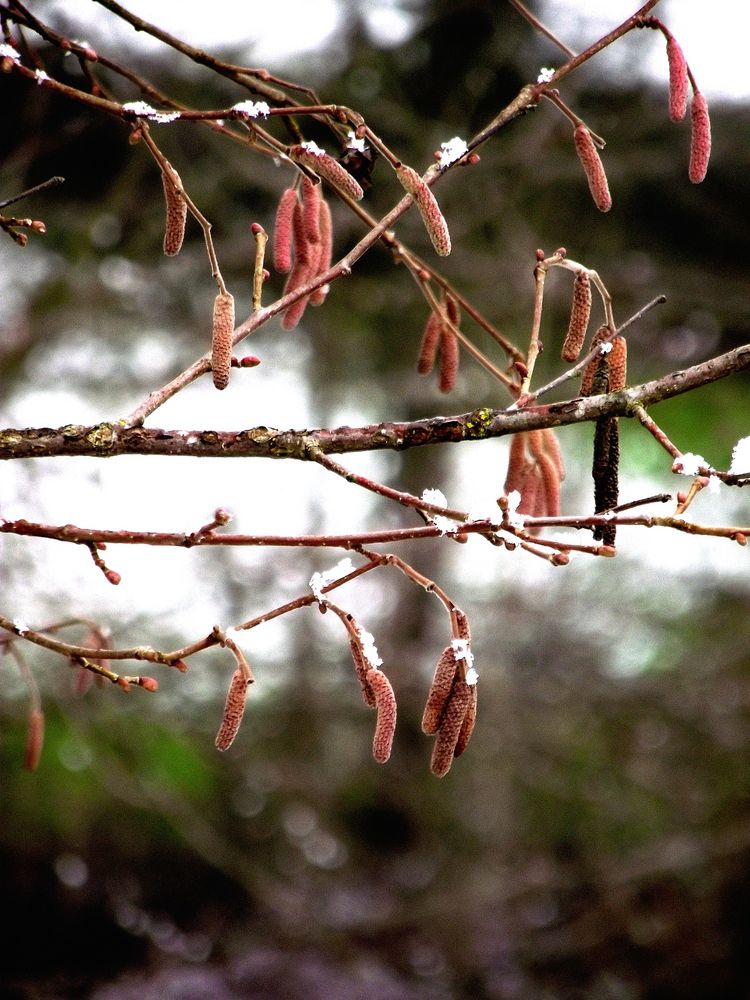 C EST BIENTOT LE PRINTEMPS