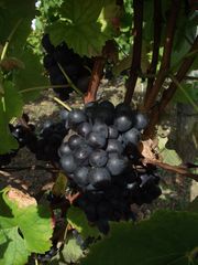 C EST LA PERIODE DES VENDANGES