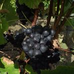 C EST LA PERIODE DES VENDANGES