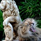 C 'est qui le lion???