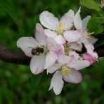 C EST TOUJOURS LE PRINTEMPS