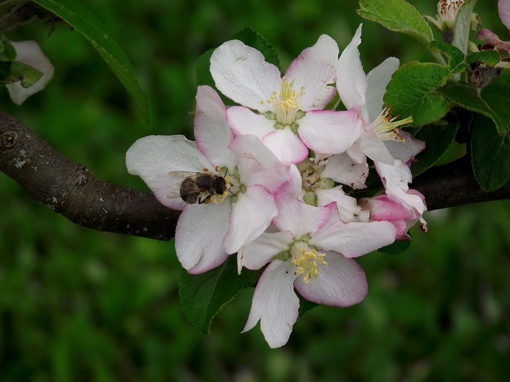 C EST TOUJOURS LE PRINTEMPS