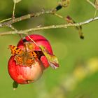 C-Falter am Apfelbaum