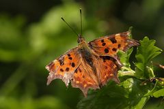 C-Falter am frühen Abend