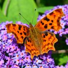 C-Falter am Schmetterlingsflieder