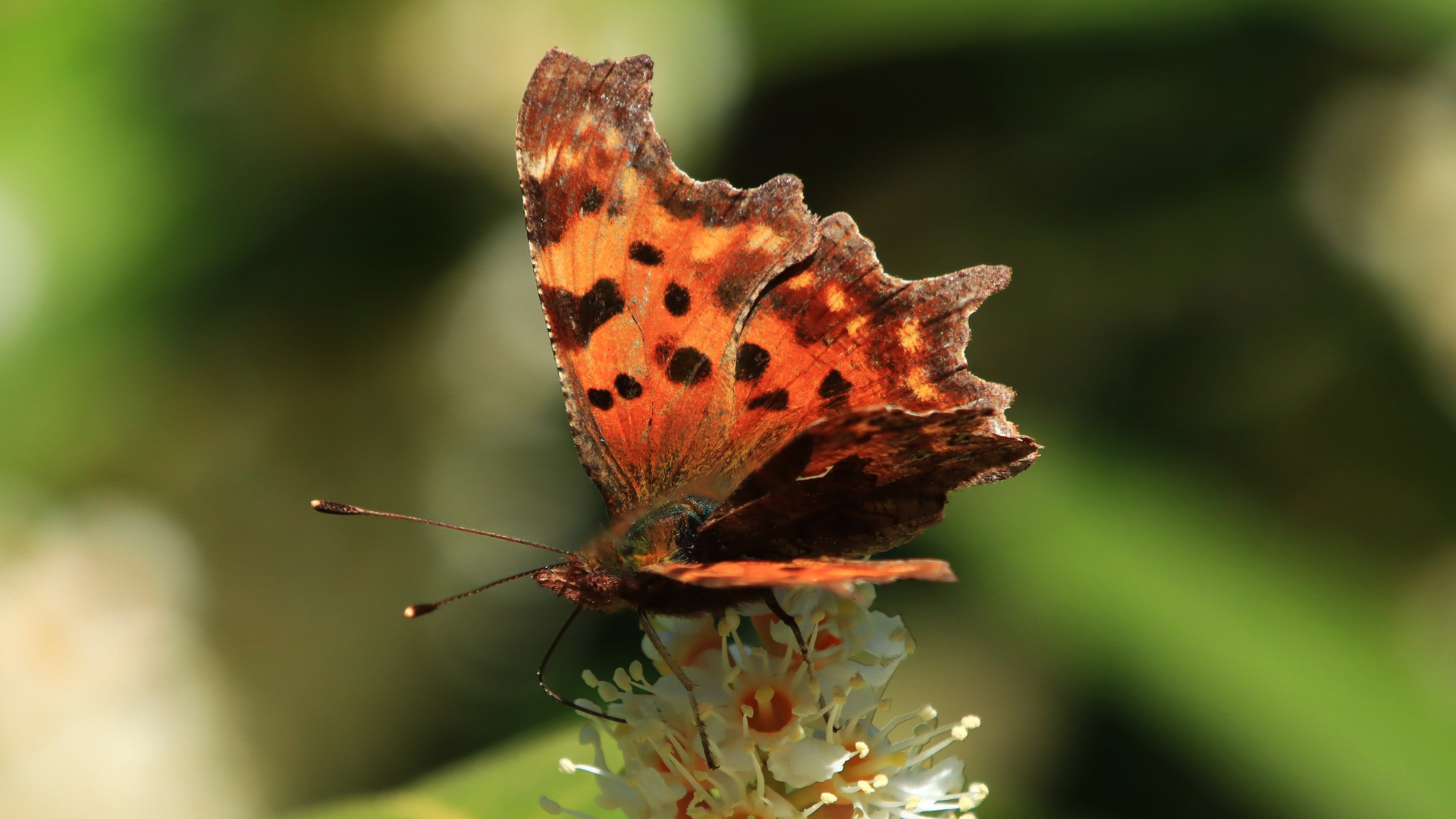 C-Falter auf Blüte